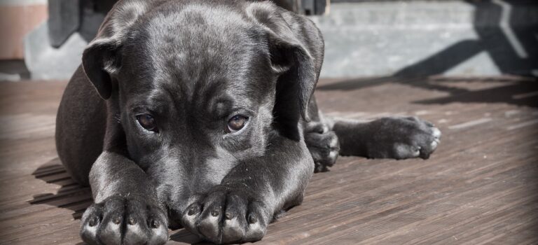 Die ersten Schritte mit Hund
